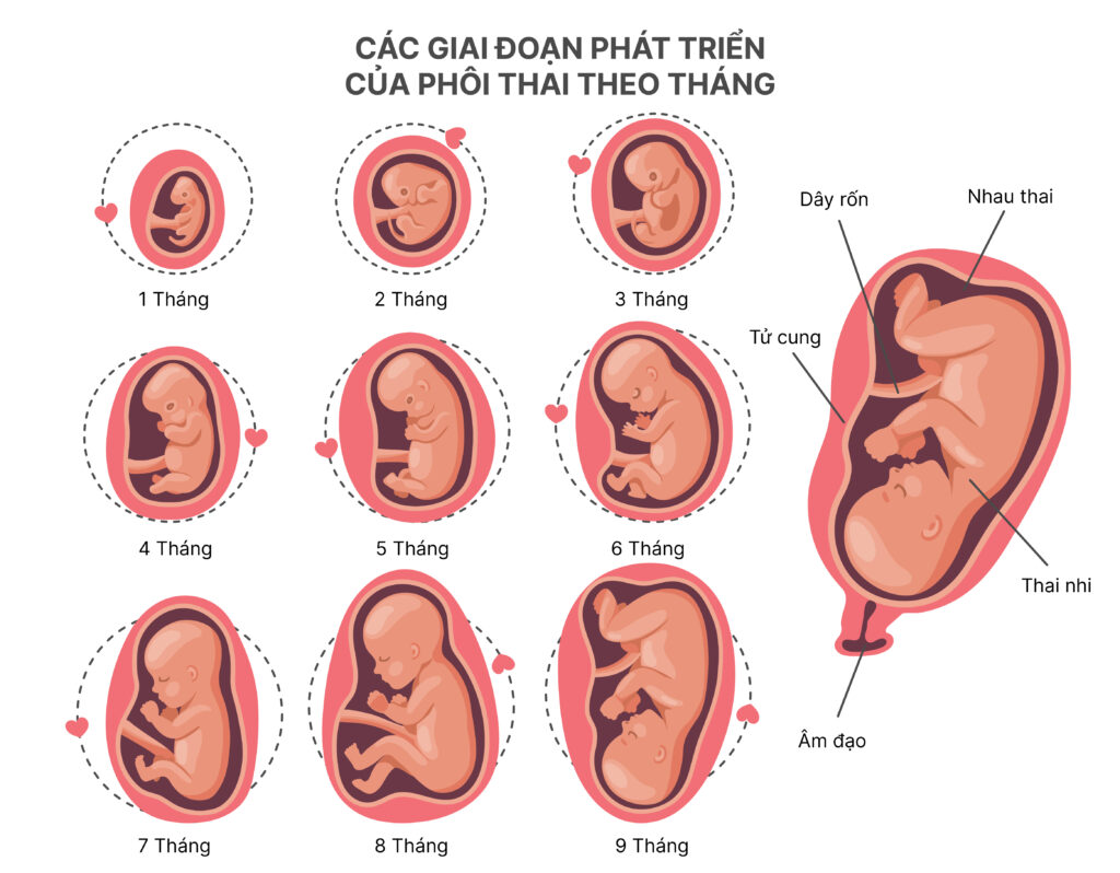 Sự phát triển của phôi thai từ giai đoạn thụ tinh đến khi bám vào niêm mạc tử cung