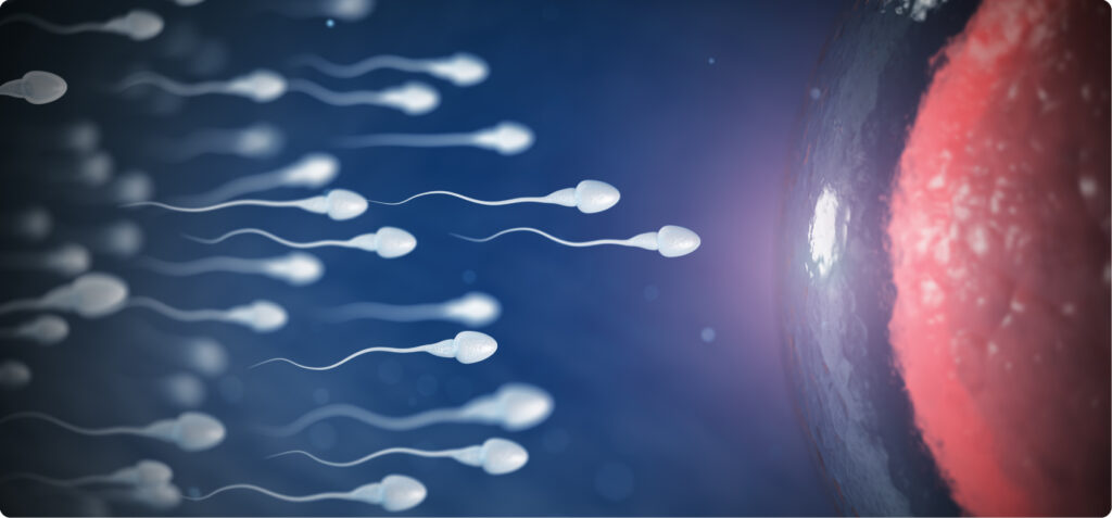 Tinh trùng sống được bao lâu trong tử cung