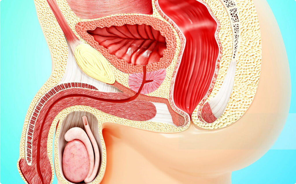Hình ảnh minh họa giải phẫu hệ sinh dục nam