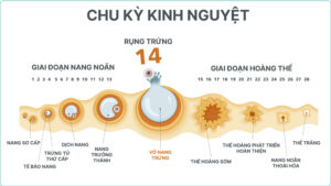 cách tính ngày rụng trứng