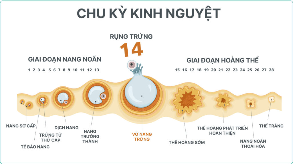 Biểu đồ chu kỳ kinh nguyệt và thời điểm rụng trứng - Mẹo chọn thời điểm vàng để thụ thai