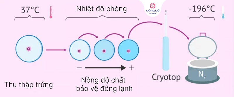 Quy trình trữ đông trứng chi tiết