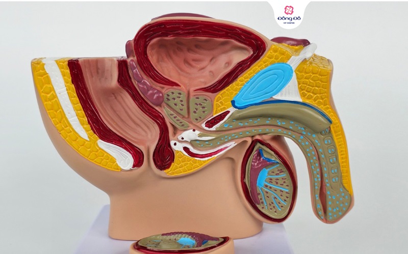 Giới thiệu chung về giãn tĩnh mạch thừng tinh